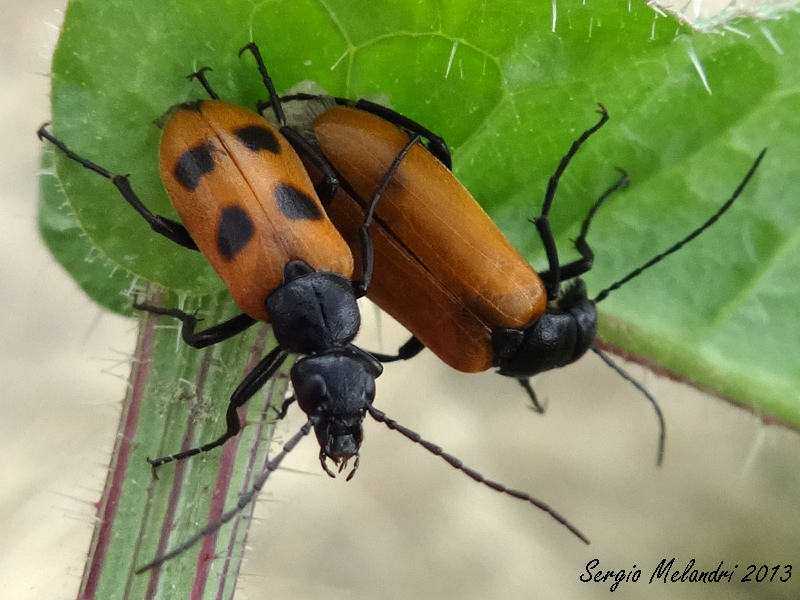 Meloidae da id.: Euzonitis quadrimaculata